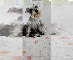 Mother of the Schnauzer (Miniature) puppies born on 02/06/2024
