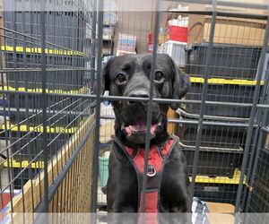 Chunk - Male Boxador Dog for Adoption - Photo #4