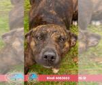 Small #1 Plott Hound Mix