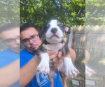 Puppy Americ bully 1 American Bully