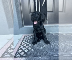 Schnauzer (Standard) Puppy for sale in SARASOTA, FL, USA