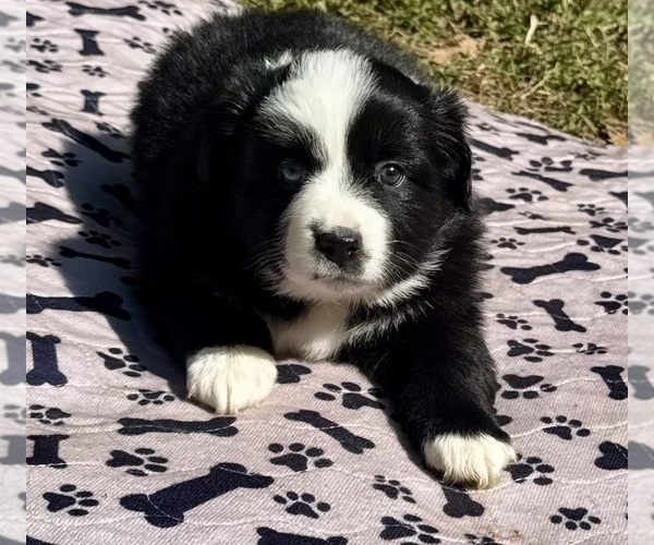 Medium Photo #3 Australian Shepherd Puppy For Sale in SALISBURY, NC, USA