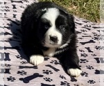 Small #2 Australian Shepherd