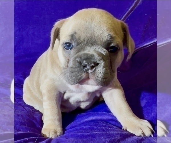 Medium Photo #10 French Bulldog Puppy For Sale in WEXFORD, PA, USA