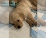 Small Photo #20 Golden Retriever Puppy For Sale in PEORIA, AZ, USA