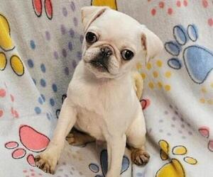Pug Puppy for sale in BRIDGETOWN, OH, USA