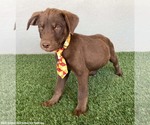 Small #1 Chocolate Labrador retriever Mix