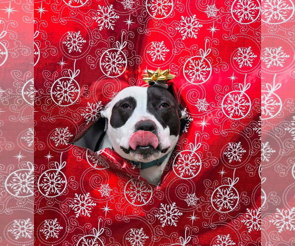 Medium Photo #16 American Pit Bull Terrier Puppy For Sale in Germantown, OH, USA