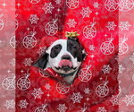 Small #15 American Pit Bull Terrier