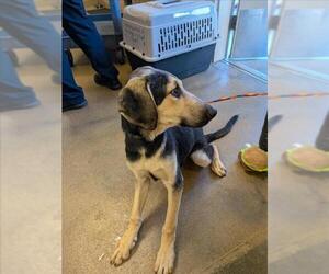 Doberman Pinscher-German Shepherd Dog Mix Dogs for adoption in Sacramento, CA, USA
