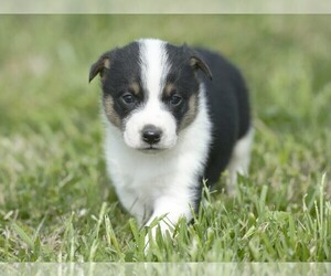Pembroke Welsh Corgi Puppy for sale in LIBERTY, KY, USA