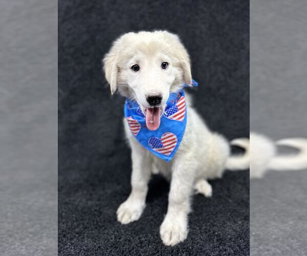 Medium Photo #4 Great Pyrenees-Unknown Mix Puppy For Sale in Grafton, WI, USA