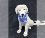 Small #3 Great Pyrenees Mix