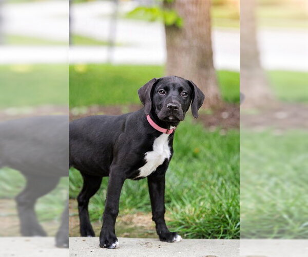 Medium Photo #1 Labrador Retriever-Unknown Mix Puppy For Sale in Belleville, IL, USA