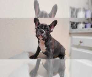 French Bulldog Puppy for sale in SANTA ANA, CA, USA