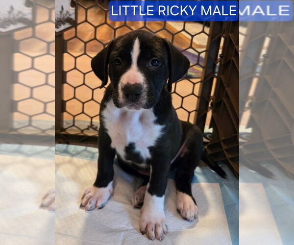 Medium Photo #6 Mutt Puppy For Sale in Wenonah, NJ, USA