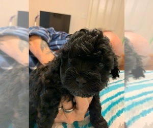 Maltipoo Puppy for Sale in WETUMPKA, Alabama USA