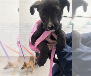 Mutt Dogs for adoption in San Bernardino, CA, USA