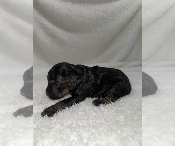 Medium Photo #11 Cavapoo mix (+ Poodle Miniature) Puppy For Sale in MUNFORDVILLE, KY, USA