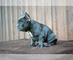 Small Photo #3 French Bulldog Puppy For Sale in Soltvadkert, Bacs-Kiskun, Hungary