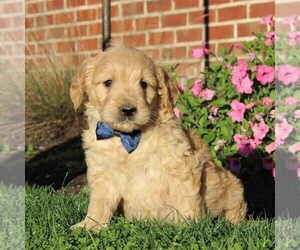 English Cream Golden Retriever-Poodle (Miniature) Mix Puppy for sale in AIRVILLE, PA, USA