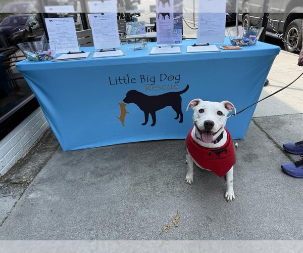 Medium Photo #2 American Pit Bull Terrier Puppy For Sale in Monterey, VA, USA