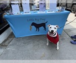 Small #1 American Pit Bull Terrier