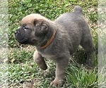 Small #2 Cane Corso