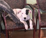 Puppy Pirate Dogo Argentino