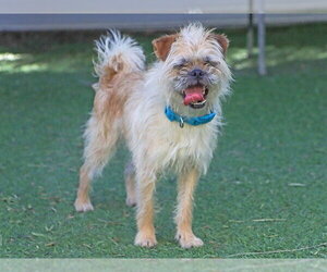 Border Terrier-Pug Mix Dogs for adoption in Ojai, CA, USA