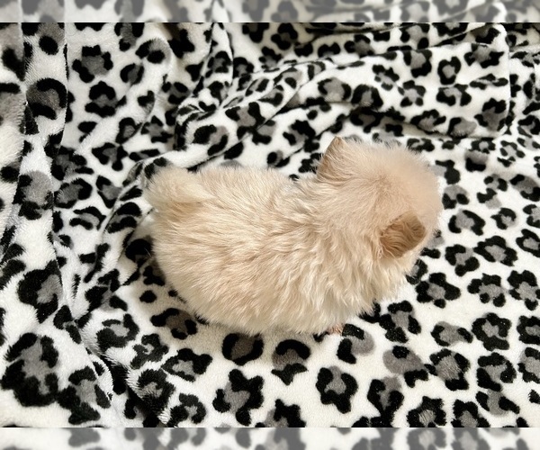Medium Photo #20 Pomeranian Puppy For Sale in HAYWARD, CA, USA