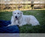 Small Photo #1 Golden Retriever Puppy For Sale in WILTON, CA, USA