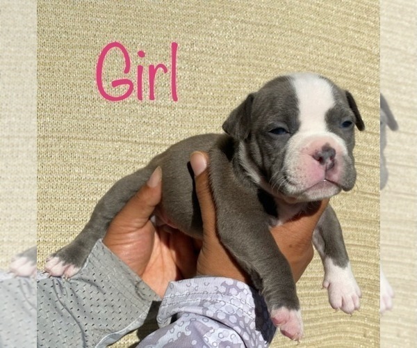 Medium Photo #4 American Bully Puppy For Sale in VACAVILLE, CA, USA