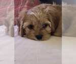 Puppy Winifred Cavachon