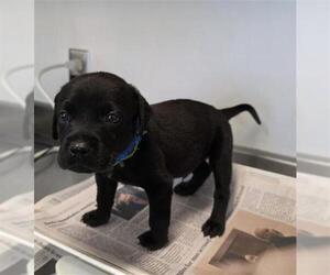 Labrador Retriever-Unknown Mix Dogs for adoption in San Antonio, TX, USA