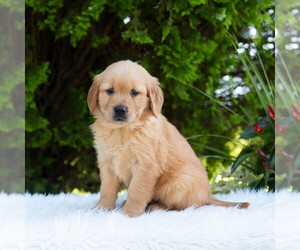 Golden Retriever Puppy for sale in NEWPORT, PA, USA