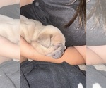 Small #9 French Bulldog