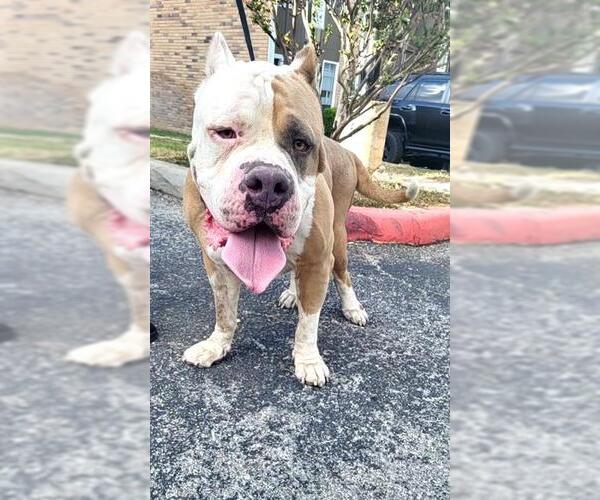 Medium Photo #1 American Bulldog-Unknown Mix Puppy For Sale in San Antonio, TX, USA