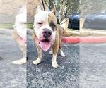 Small American Bulldog Mix
