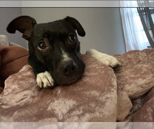 Medium Photo #2 American Pit Bull Terrier-Unknown Mix Puppy For Sale in Lockport, NY, USA