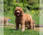 Small Photo #1 Goldendoodle (Miniature) Puppy For Sale in EAST EARL, PA, USA