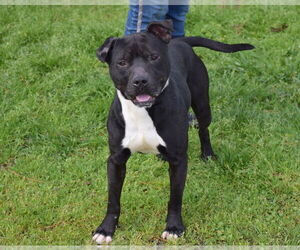Maverick - Male Staffordshire Bull Terrier-Unknown Mix Dog for Adoption - Photo #4