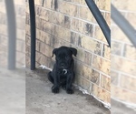 Small Photo #2 Cane Corso Puppy For Sale in AMARILLO, TX, USA