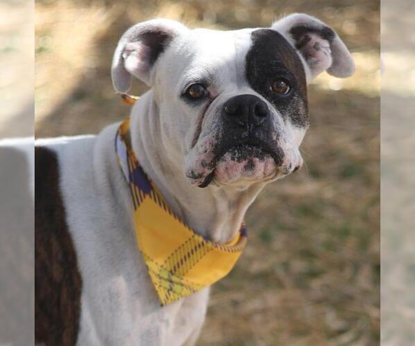 Medium Photo #1 Boxer Puppy For Sale in San Antonio, TX, USA