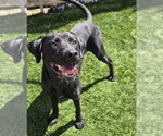 Small #10 Labrador Retriever Mix