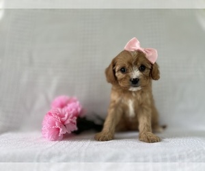 Cavapoo Litter for sale in ELKTON, KY, USA