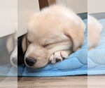 Small #3 Golden Retriever-Huskies  Mix