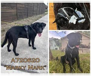 Labrador Retriever-Unknown Mix Dogs for adoption in San Antonio, TX, USA