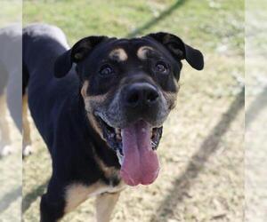 Doberman Pinscher-Unknown Mix Dogs for adoption in San Antonio, TX, USA