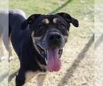 Small Doberman Pinscher Mix